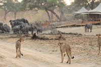 Elephants and Cheetahs Interacting