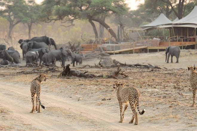 Elephants and Cheetahs Interacting