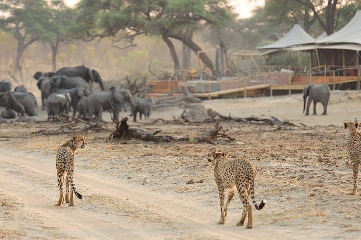Elephants and Cheetahs Interacting