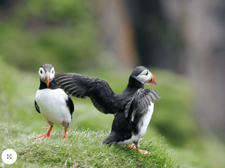 Reykjavík Whales & Puffins, photo 13