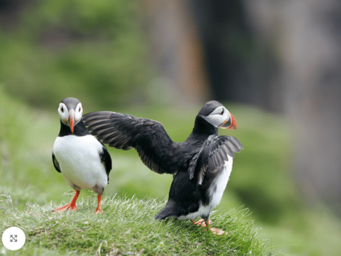 Reykjavík Whales & Puffins, photo 13