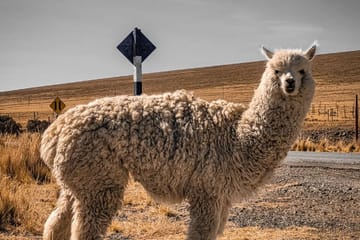 Explore Pampas National Reserve and Vicuña Sanctuary in Nazca