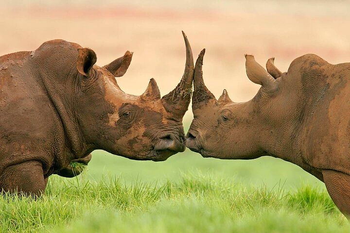 Ol Pejeta Safari: Meet the Last Northern White Rhinos Up Close