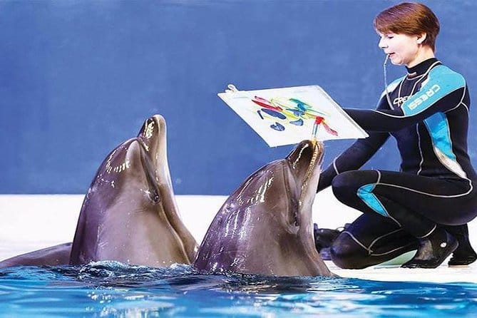 Dubai : The Dubai Dolphinarium Experience Splash into Fun!