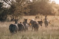  2Days/1Night Signature Saadani National Park from Zanzibar  10