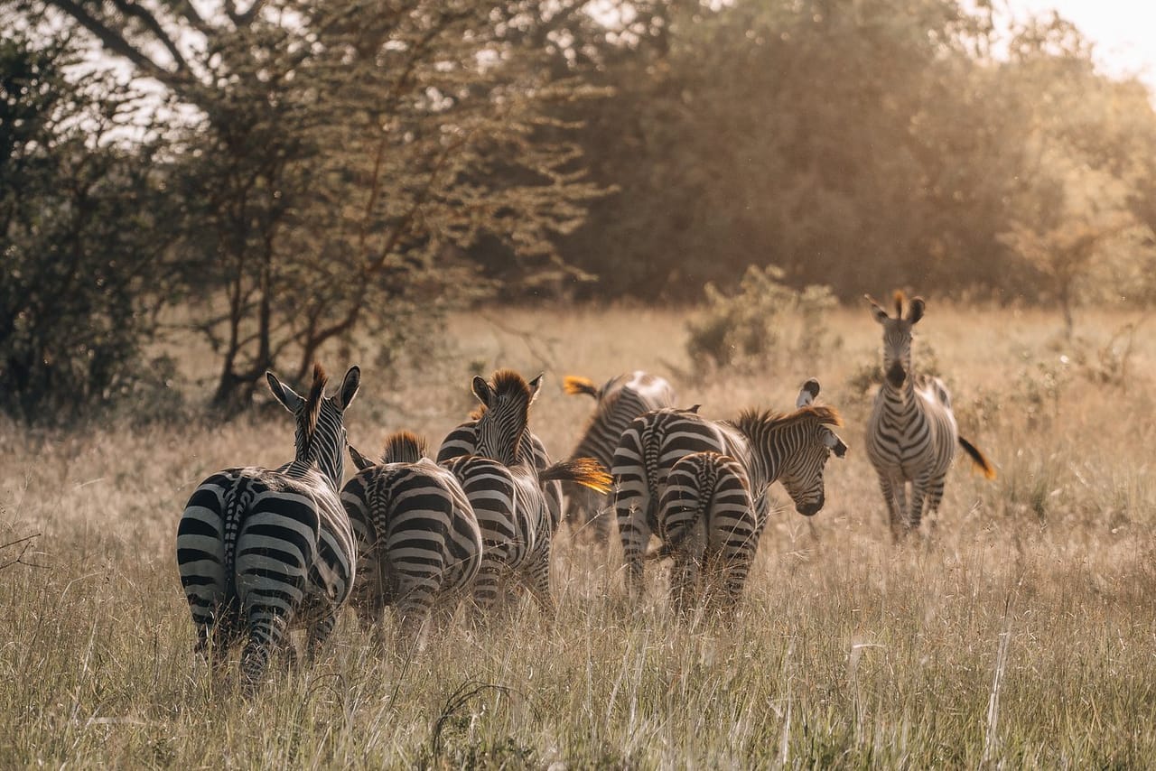 2Days/1Night Signature Saadani National Park from Zanzibar 10