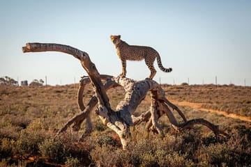 Big 5 Safari with Snacks and Wine Tasting in Cape Town