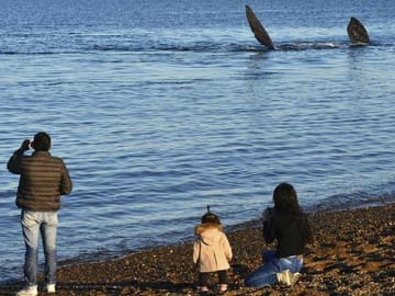 Whale watching at El Doradillo Beach