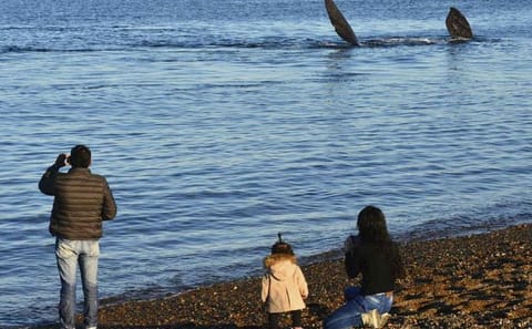 Punta Loma Sea Lion Viewing and City Tour from Puerto Madryn