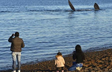 Punta Loma Sea Lion Viewing and City Tour from Puerto Madryn