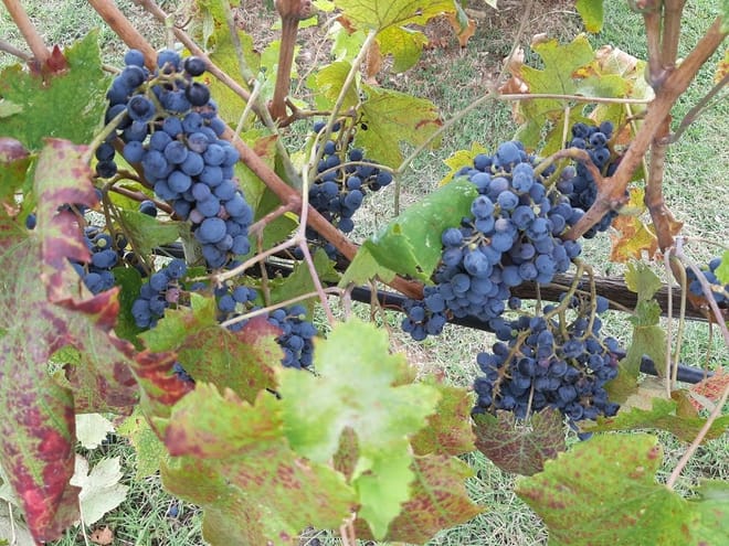 San Gimignano and Chianti Wine Tasting with Lunch  - Photo 1