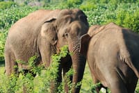 One Day Safari Tour to Bundala National Park from Colombo 2