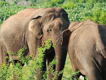 One Day Safari Experience at Bundala National Park from Colombo