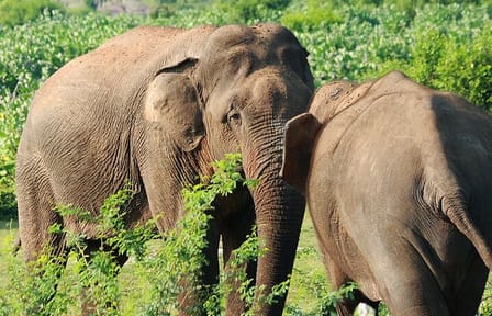 One Day Safari Tour to Bundala National Park from Colombo