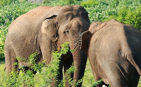One Day Safari Experience at Bundala National Park from Colombo
