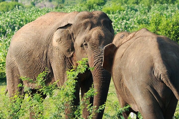 One Day Safari Tour to Bundala National Park from Colombo 2
