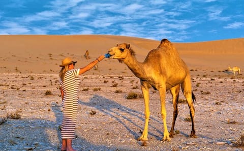Half-Day City and Desert Tour in Kuwait City
