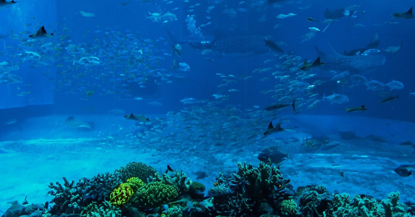 Inside Odysseo Aquarium, Port Louis, Mauritius