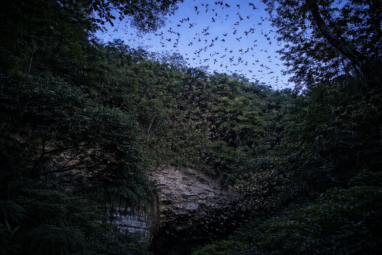 Witness millions of bats emerging from an ancient cenote at sunset