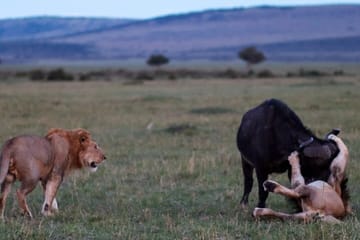 Shimba Hills National Reserve Day Tour with Sheldrick Falls