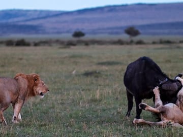 Shimba Hills National Reserve Day Tour with Sheldrick Falls
