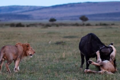 Shimba Hills National Reserve Day Tour with Sheldrick Falls