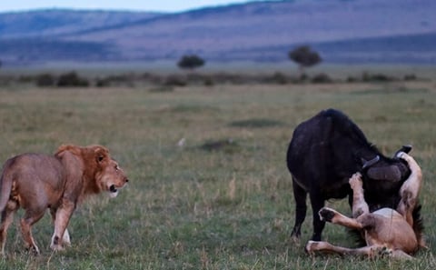 Shimba Hills National Reserve Day Tour with Sheldrick Falls