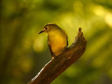 Sinharaja-Rainforest-Private-Day-Tour-from-Galle-3