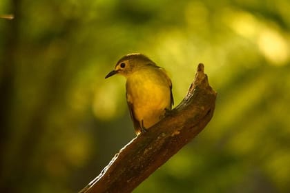 Sinharaja Rainforest Private Day Tour from Galle