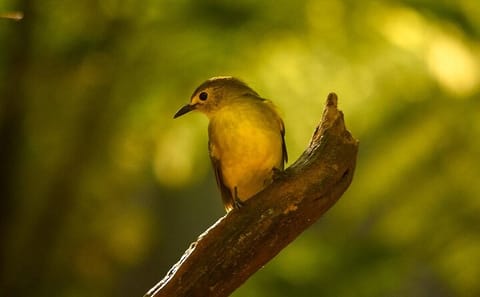 Private Day Tour of Sinharaja Rainforest from Hikkaduwa
