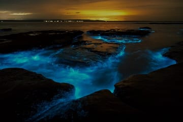 Auckland Bioluminescence Kayak Tour – Waiake Beach