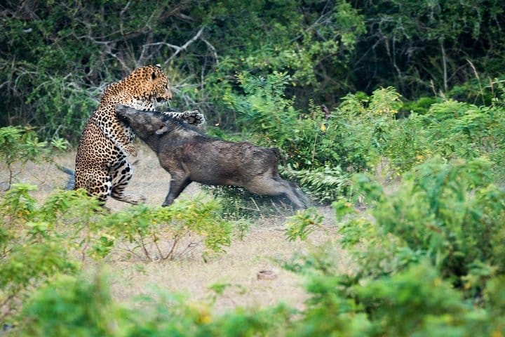 7 Nights Private Tour Of Sri Lanka