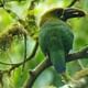 Northern emerald toucanet