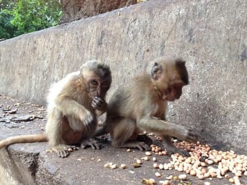 Monkey
