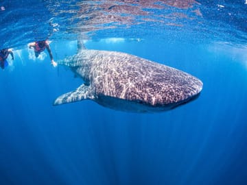 Swim with Whale Sharks in Máncora, Peru - 3.5-Hour Tour