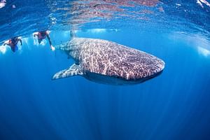 Man-02 : Search & Swim with Sharks - Adrenaline Swim