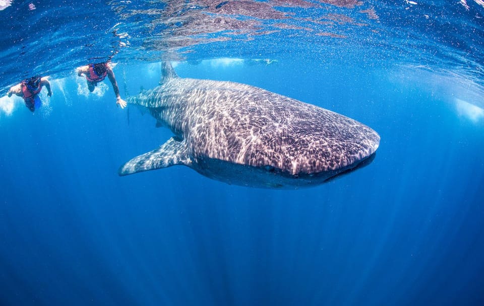 Swim with Whale Sharks in Máncora, Peru - 3.5-Hour Tour