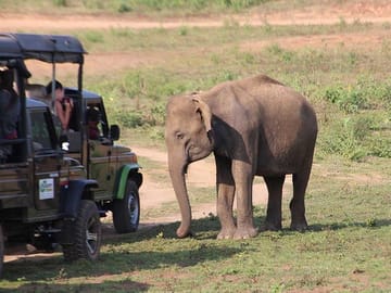 jeep near elephant