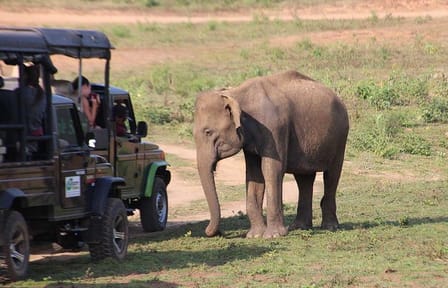 Udawalawa National Park Wildlife Safari from Wathuregama