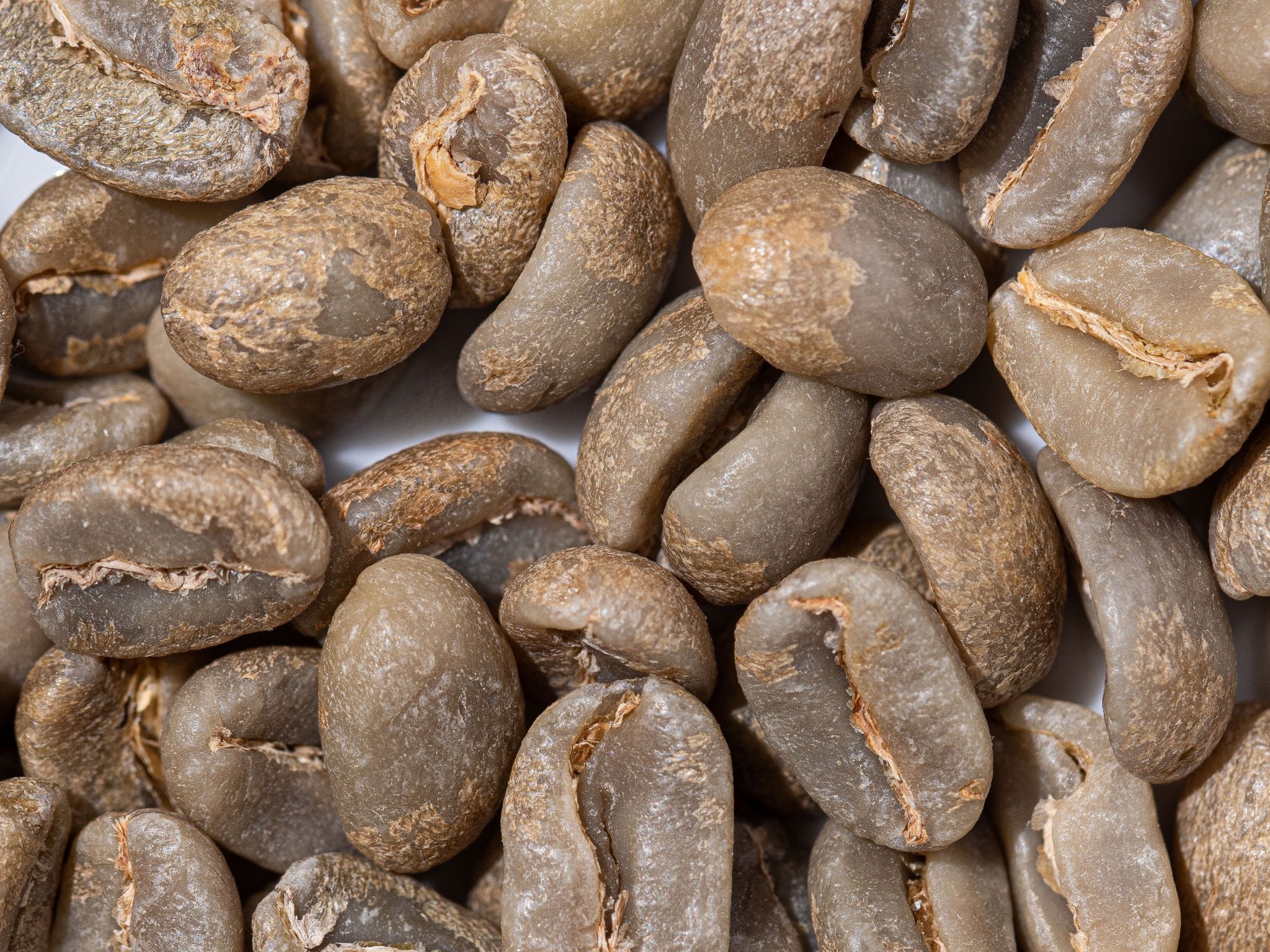 Specialty Coffee Workshop & Tasting Experience in Rome