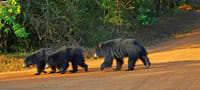 Yala National Park One Day Tour 5