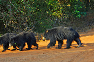 Yala National Park Wildlife Adventure Tour from Colombo