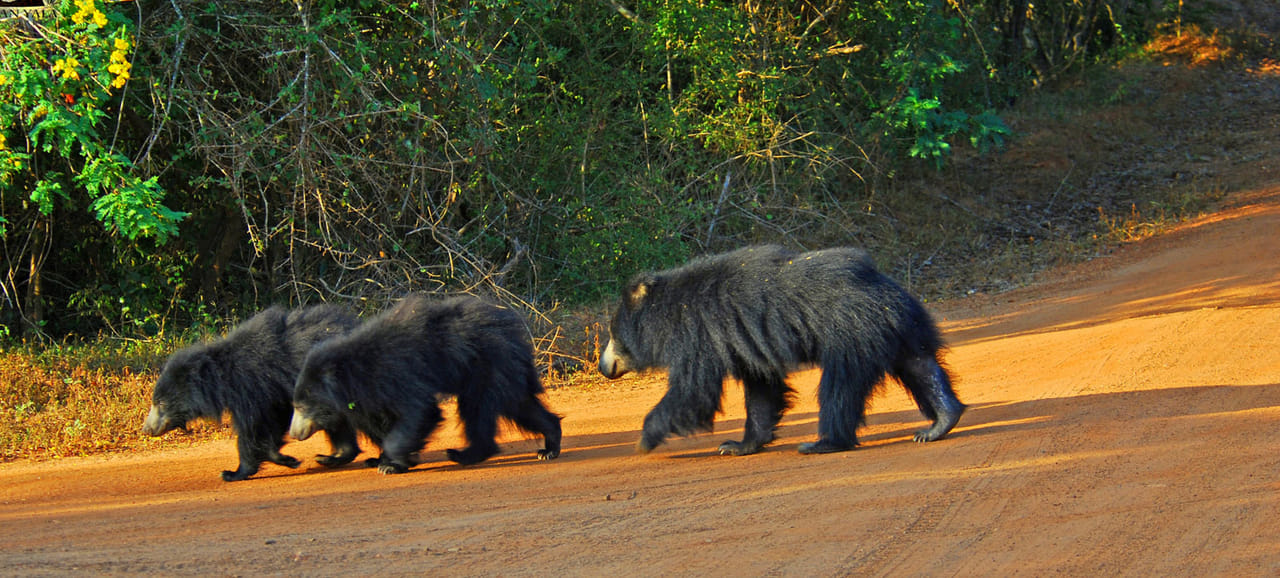 Yala National Park One Day Tour 5