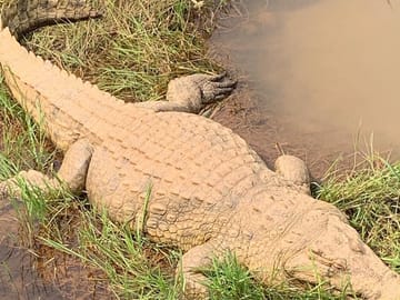 Bombo Lumene Natural Reserve Safari and Congo River Adventure