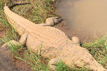 Kinshasa Nature Safari Experience | Congo River, Zongo, Falls & Wildlife Escapes