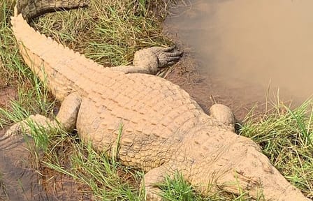 Bombo Lumene Natural Reserve Safari and Congo River Adventure