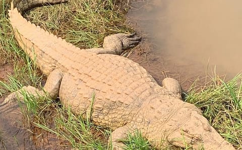 Bombo Lumene Natural Reserve Safari and Congo River Adventure