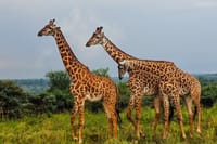 3 Days and 2 Nights Private Maasai Mara Safari 5