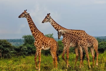 3 Days and 2 Nights Private Maasai Mara Safari