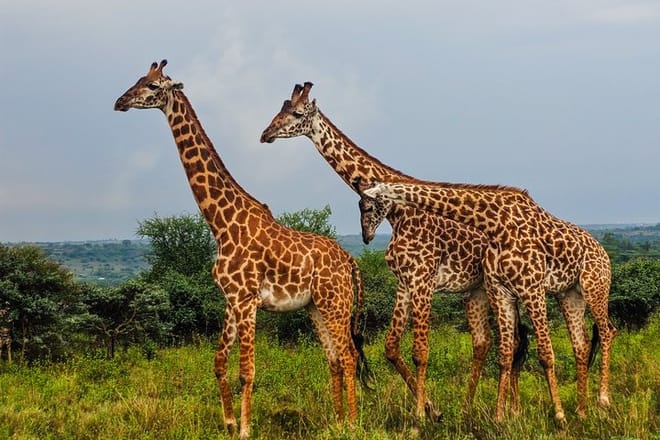 3 Days and 2 Nights Private Maasai Mara Safari 5